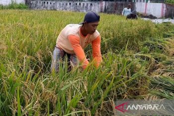 NTP Kalbar turun terdalam di Kalimantan