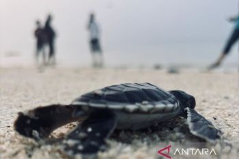 Jaga Penyu, lestarikan laut: PLN peduli perkuat konservasi dan ekonomi pesisir Pulau Mapur
