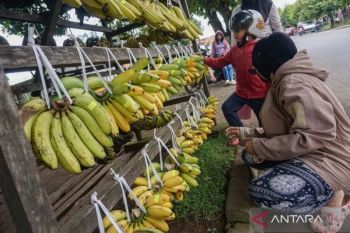 Pisang tak sekadar camilan, kandungan kaliumnya bantu jaga kesehatan tubuh