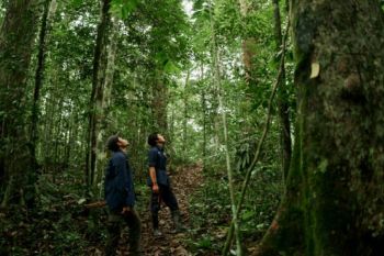 Kemenhut dan YKAN jaga habitat satwa kunci di Wehea-Kelay Kaltim