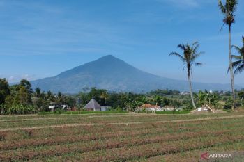 Garut sulap lahan tidur jadi kebun singkong Bioetanol