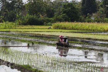 DKPP Bantul masa tanam padi mundur menunggu hujan turun