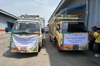 Bulog Jatim percepat penyaluran SPHP jagung untuk ternak