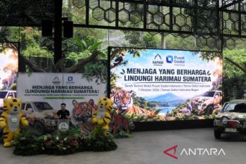 Kolaborasi dukung pelestarian harimau Sumatra di Taman Safari Indonesia