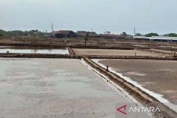 Lindungi 1.005 petambak garam, Pemkab Cirebon siapkan regulasi baru