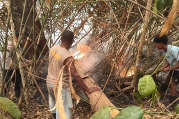 252 titik api tingkat kepercayaan tinggi terpantau di Papua