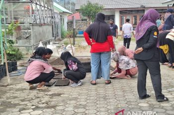 Dinpanpertan Bangka semai 5.000 benih cabai perkuat ketahanan pangan