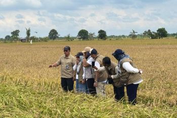 Kalimantan Tengah ambil bagian dalam pengadaan beras nasional capai 4,1 juta ton