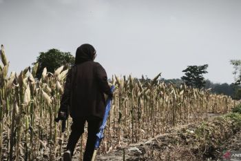 Gunungkidul distribusikan  128,9 ton bantuan benih jagung dari pusat