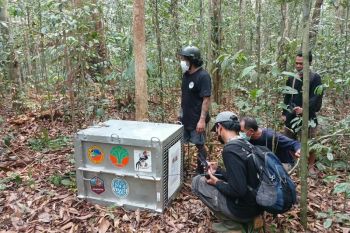 Eight orangutans rescued from W Kalimantan fires released into wild