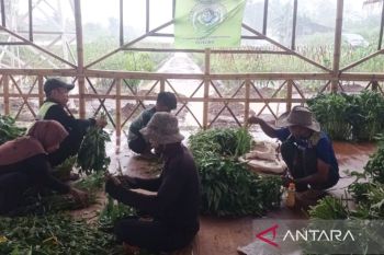 Satgas Korem 061 panen kangkung-tomat di median Jalan Bomang Bogor