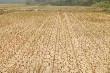 Ratusan hektare sawah padi di Pasar Terusan alami kekeringan