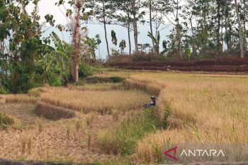 Ketika masyarakat agraris di Wonogiri bangkit atasi kekeringan