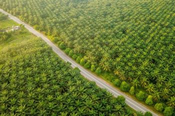 PalmCo mencatat premi sawit Rp190,78 miliar hingga September 2026