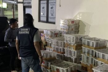 Karantina Lampung amankan 832 burung tanpa dokumen di Pelabuhan Bakauheni