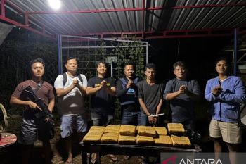 Polres Madina dan BNNK sita 13,7 Kg ganja, seorang pelaku ditangkap