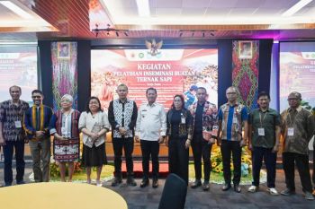 Pemkab Kupang menggandeng Undana tingkatkan produktivitas &amp; kualitas sapi