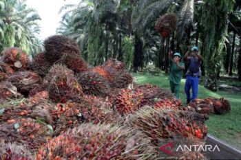 Disbun Kaltim tetapkan harga tertinggi TBS sawit Rp3.542 per kg