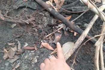 Govt probes suspected orangutan skull found in palm oil plantation