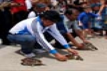 PELEPASAN PENYU