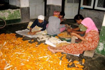HARGA JAGUNG ANJLOK