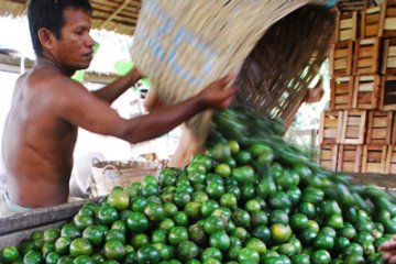 Sentra buah-buahan setiap kecamatan dirintis di Kabupaten Landak-Kalbar