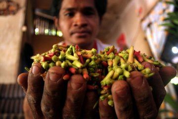 Petani cengkih Gorontalo Utara percepat masa panen