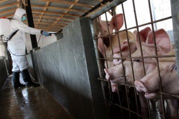 Wabah Hog Cholera masih ancam peternakan babi, ini antisipasinya