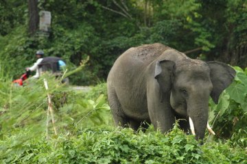 Gajah Liar Kuasai Kebun Warga Bengkalis