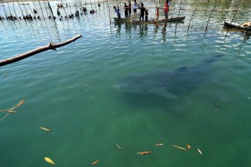 Menteri Susi akan pantau hiu tutul di Probolinggo