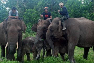 BBKSDA Halau Gajah Liar 