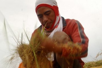 Petani Musirawas minta Bulog beli hasil panen