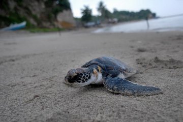 Jumlah Penyu Bertelur dii Pantai Paloh Menurun