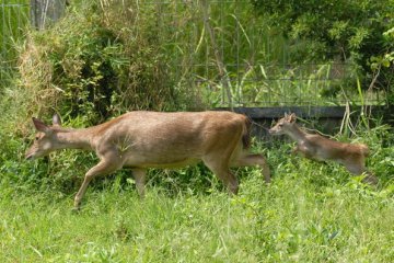 Rusa Bawean koleksi Kebun Binatang Surabaya mati 