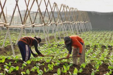 Jelang musim tanam, petani tembakau Probolinggo semai bibit