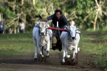 Bakorwil: kami belum bisa hapus praktik penyiksaan karapan sapi