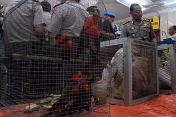 BBKSDA periksa kondisi 400 lebih burung langka sitaan di Jember