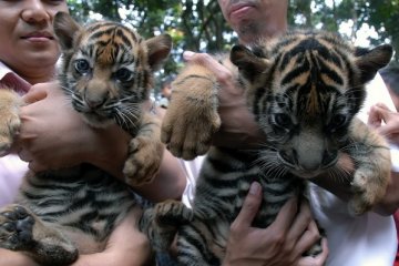 Tiga ekor bayi harimau Sumatera lahir di Bali Zoo