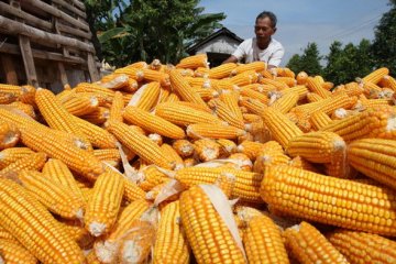 Di Kediri, Hama Ulat Gayak Serang Jagung 