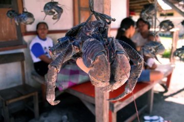 Ketam kenari gagal diselundupkan dari Baubau