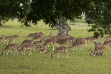 Air minum rusa Istana Bogor sempat berkurang