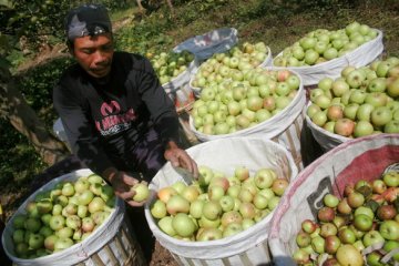 Sudah tua, tanaman apel di Kota Batu diremajakan