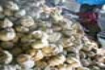 HARGA BAWANG MELONJAK