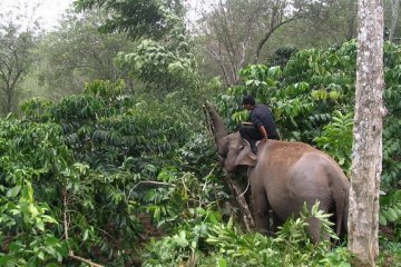 Dirambah, puluhan hektare kawasan TWA Bukit Kaba-Bengkulu rusak