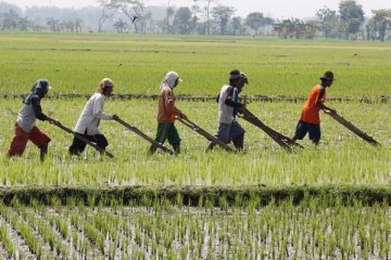 Petani Bali Terapkan Teknik Ramah Lingkungan