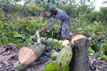 Gubernur Optimistis Indonesia Penghasil Kakao Terbesar Dunia