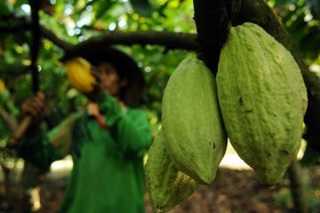 Hama Penggerek Serang Kakao Petani Lampung Barat 