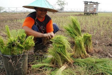 Petani Kubu Raya-Kalbar tingkatkan nilai tambah dengan produk olahan