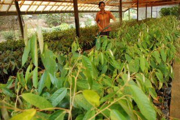 Kotawaringin Timur patenkan empat buah lokal