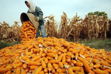 Jagung beri kontribusi besar bagi Gorontalo